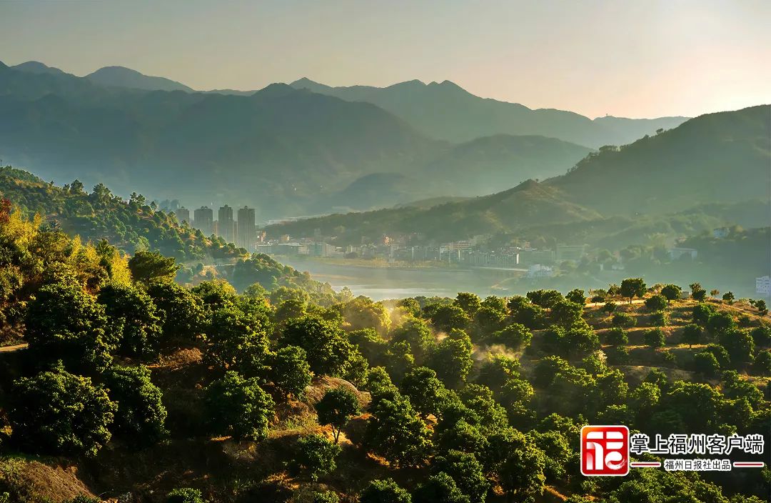 闽清白河江橄榄基地 闽清县委宣传部供图(6613327)-20220527090856.jpg
