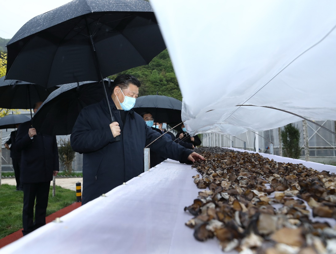 2020年4月20日,习近平在陕西省商洛市柞水县小岭镇金米村,了解该村发展木耳产业情况。新华社记者 鞠鹏 摄