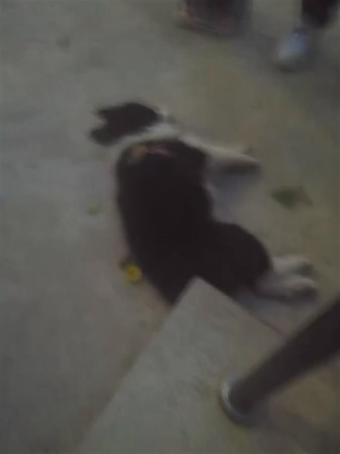 被摔死的狗(来源:受访者)