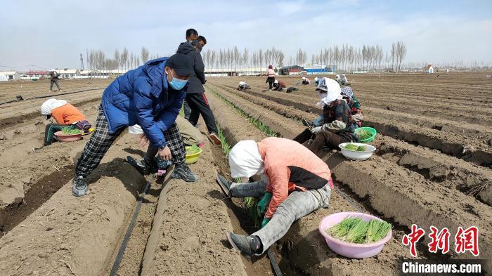 图为李建桥承包100亩地种植大葱。 刘源丰 摄