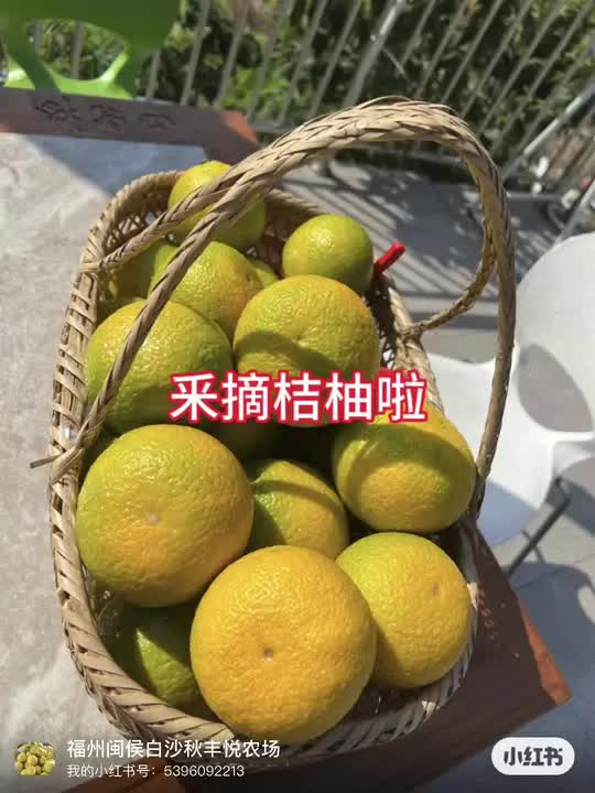 5. #乡村振兴 #助力三农 #采摘桔柚.jpg