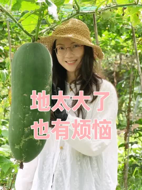57. 菜园太大,惊喜就藏在各个角落 偌大的菜园很难做到面面俱到 打理也顾不过来 转头发现南瓜已经爬到树上; 最贵的西瓜即将成熟,白芝麻悄悄破土。 偶尔分不清是谁种下的种苗,一不小心还会误当成野草拔除。 植物,不会按着剧本生长~ #田园种植乐趣多.jpg 57. 菜园太大,惊喜就藏在各个角落 偌大的菜园很难做到面面俱到 打理也顾不过来 转头发现南瓜已经爬到树上; 最贵的西瓜即将成熟,白芝麻悄悄破土。 偶尔分不清是谁种下的种苗,一不小心还会误当成野草拔除。 植物,不会按着剧本生长~ #田园种植乐趣多.jpg